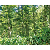 ミズナラ木樽貯蔵 Smoky純米酒 /500ml  「NHKあさイチ」でご紹介いただきました♫